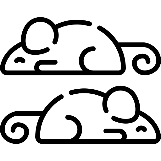 Vermehrung von Ratten